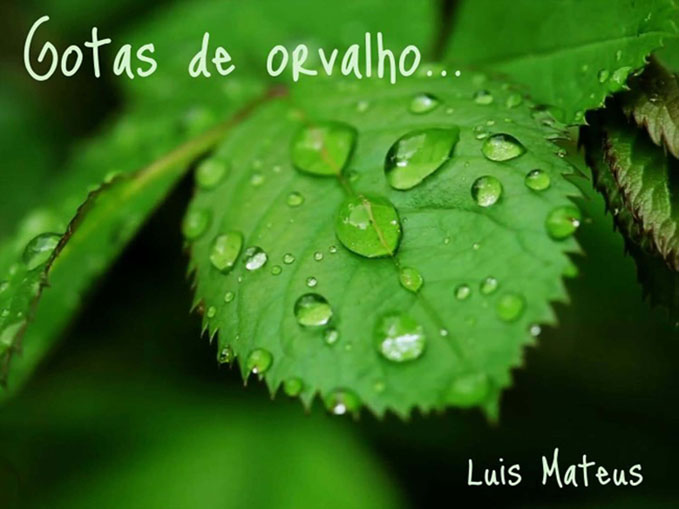 Gotas de orvalho